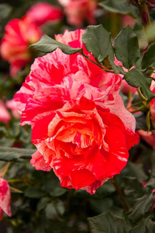 Rosaceae