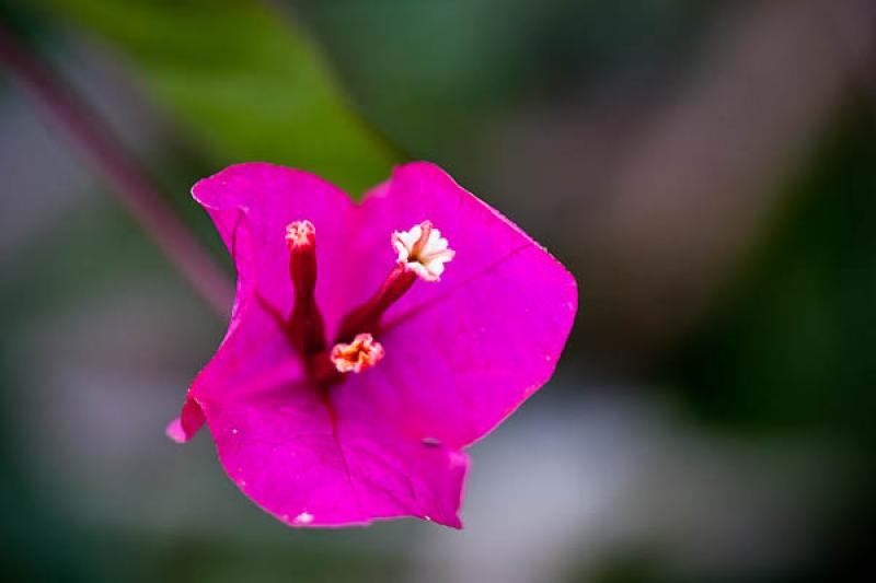 Bougainvillea glabra