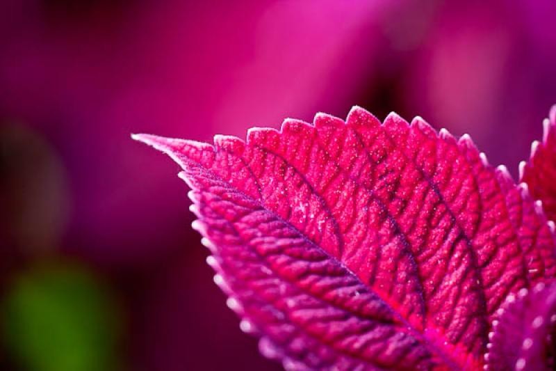 Hoja Fucsia