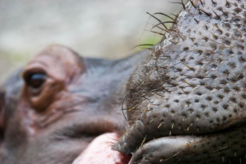 Hippopotamus amphibius, Zoologico Matecaña, Perei...