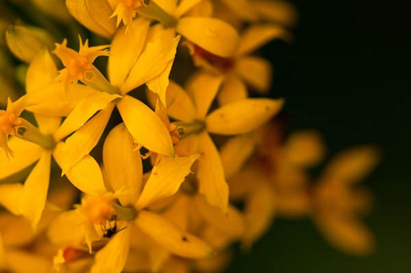 Epidendrum ibaguense