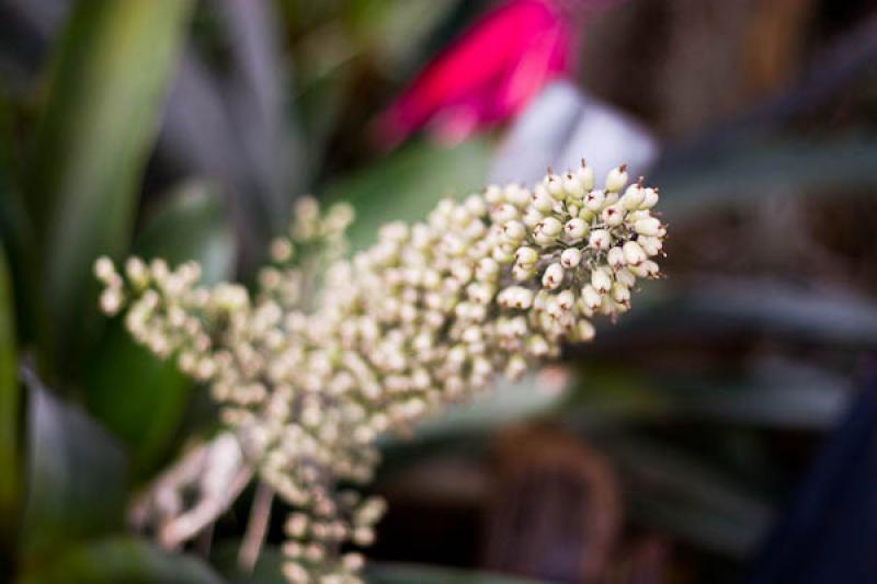 Detalle de una Flor