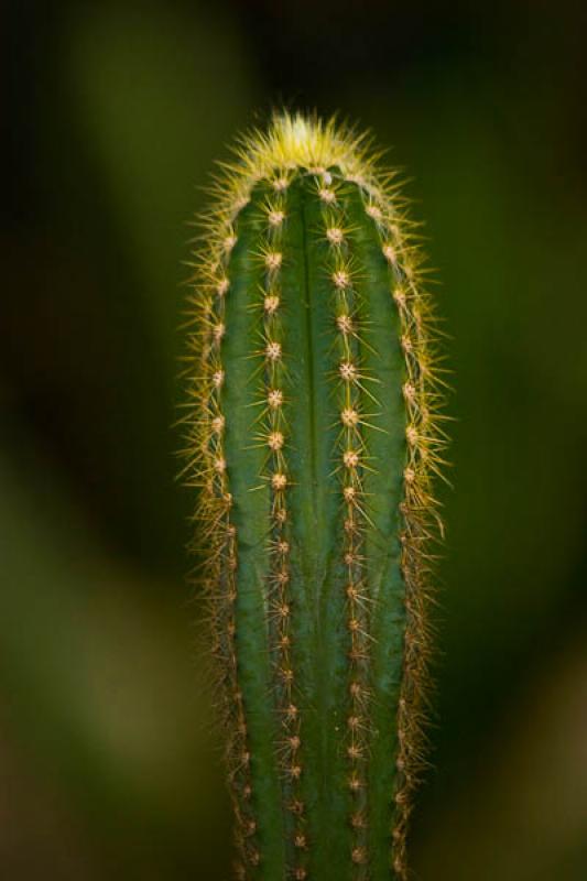 Cactaceae