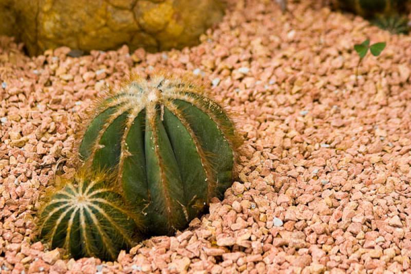 Cactaceae