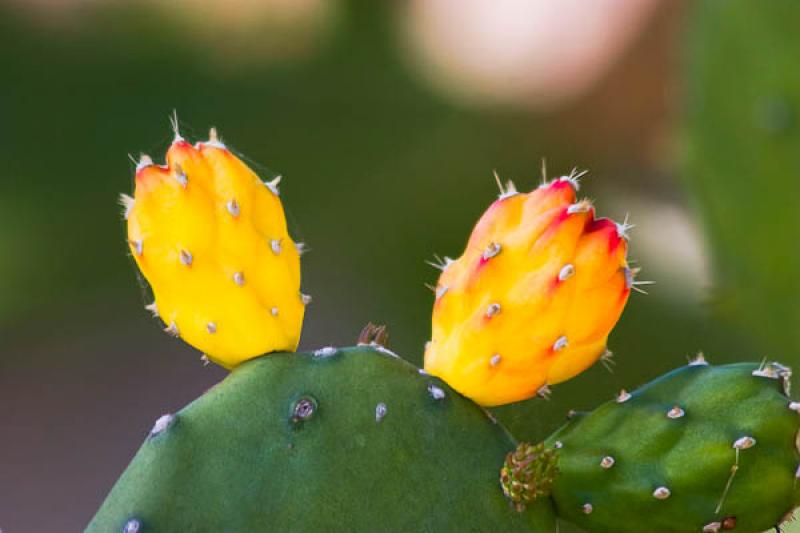 Cactaceae