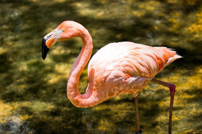 Phoenicopterus ruber