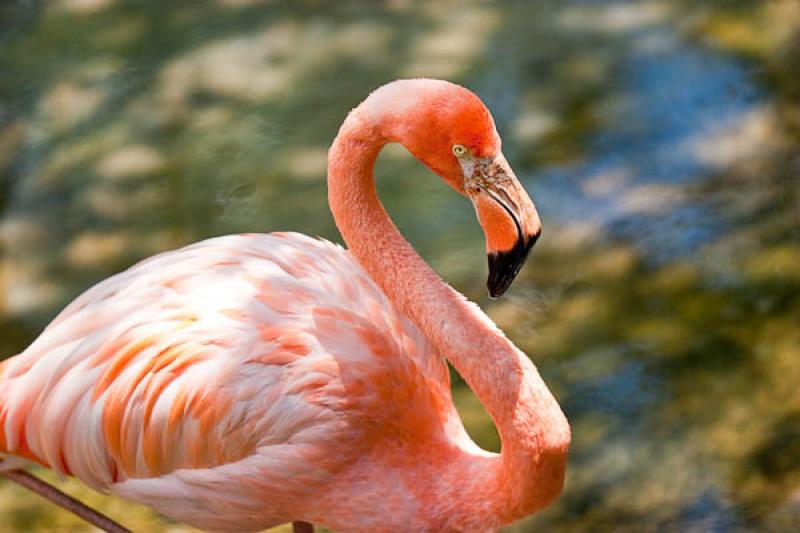 Phoenicopterus ruber