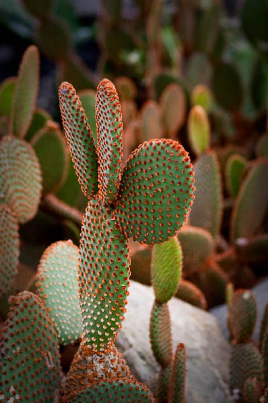 Cactaceae