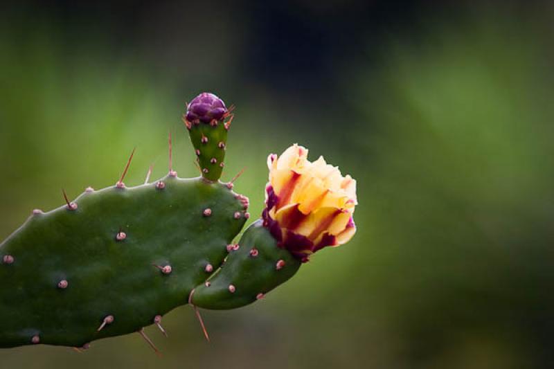 Cactaceae