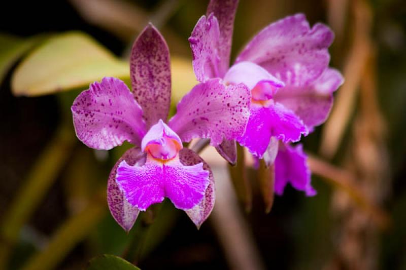 Cattleya Filomena