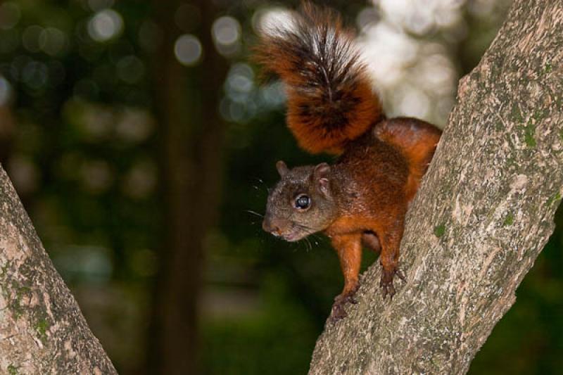 Sciurus vulgaris