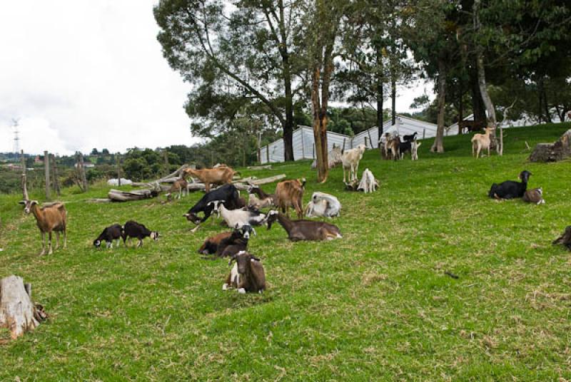 Cabras en el Campo