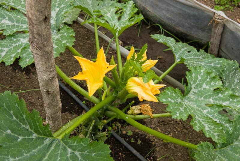 Cucurbita pepo