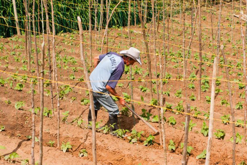 Campesino Trabajando, El Carmen de Viboral, Orient...