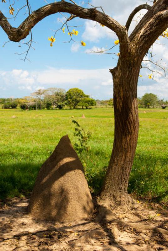 Nido Epigeo, Cordoba, Monteria, Colombia