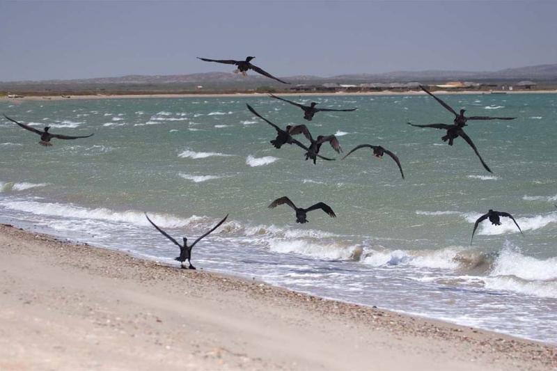 Fragatas Volando, Guajira, Colombia