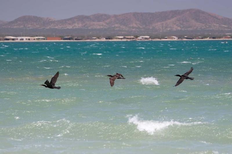 Fragatas Volando, Guajira, Colombia