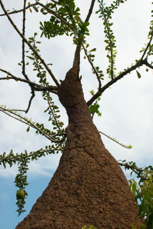 Nido Epigeo, Cordoba, Monteria, Colombia