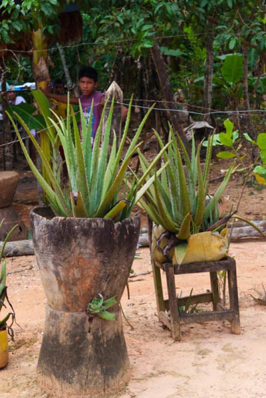 Plantas en una Casa, Cordoba, Monteria, Colombia