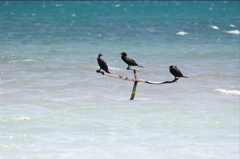 Fragatas en una Rama, Guajira, Colombia