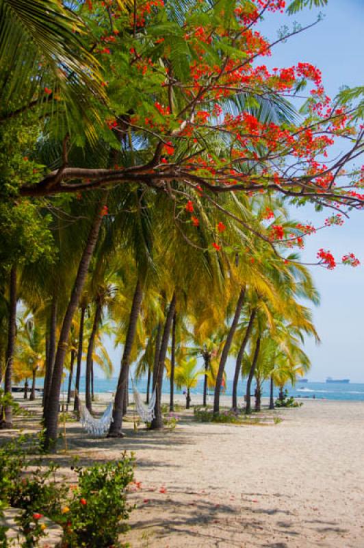 El Rodadero, Santa Marta, Magdalena, Colombia