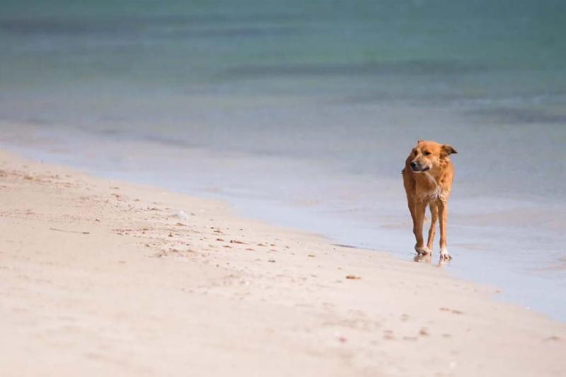 Perro en la Playa, Guajira, Colombia