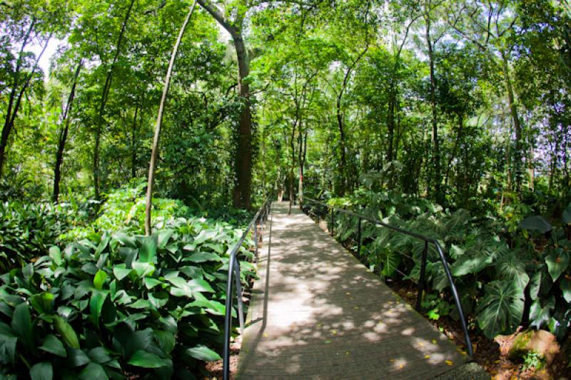 Bosque Tropical, Jardin Botanico de Medellin Joaqu...