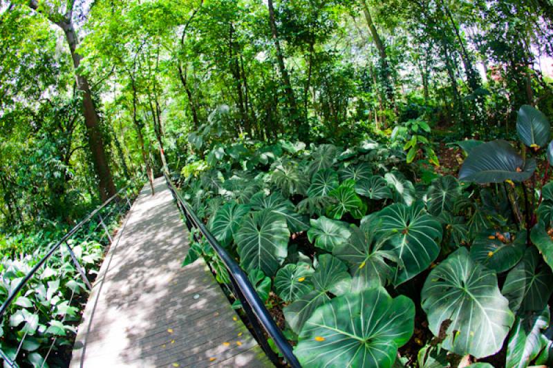 Bosque Tropical, Jardin Botanico de Medellin Joaqu...