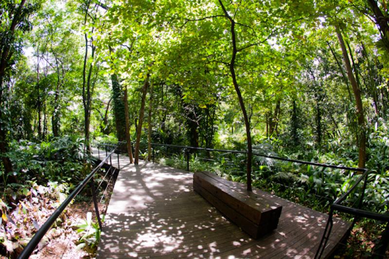 Bosque Tropical, Jardin Botanico de Medellin Joaqu...