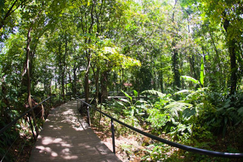 Bosque Tropical, Jardin Botanico de Medellin Joaqu...