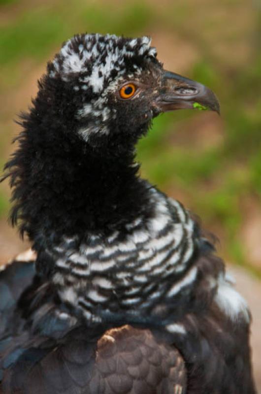 Horned Screamer, Amazonas, Leticia, Colombia