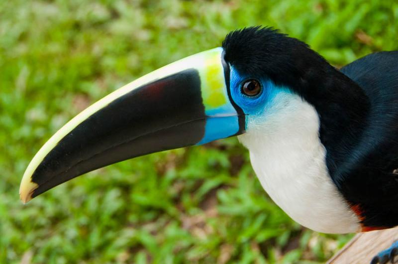 Tucan en el Amazonas, Leticia, Colombia