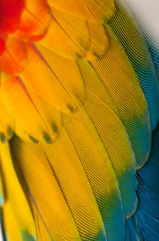 Guacamaya Roja, Amazonas, Leticia, Colombia