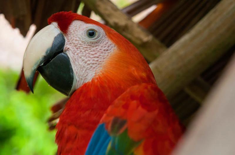 Guacamaya Roja, Amazonas, Leticia, Colombia