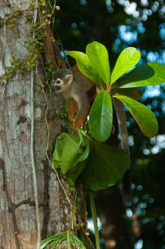 Mono Ardilla, Amazonas, Leticia, Colombia