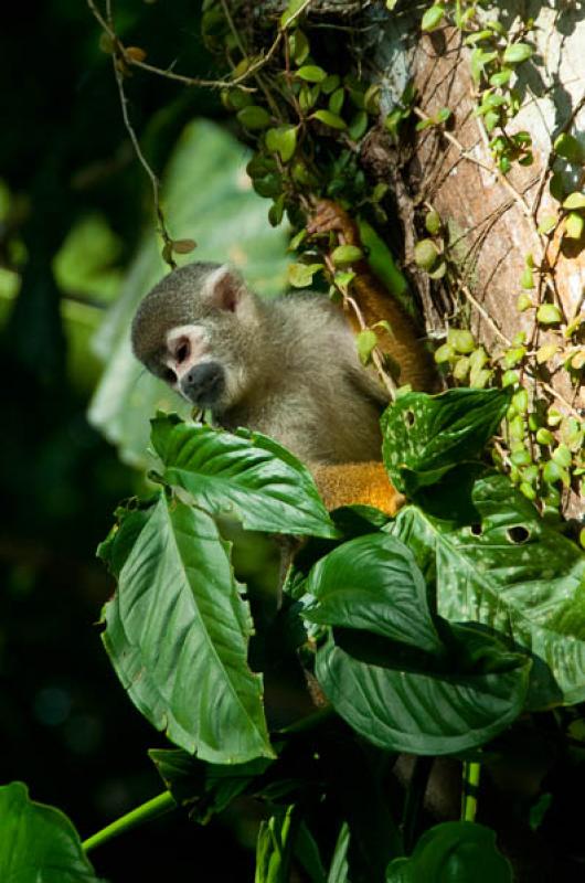 Mono Ardilla, Amazonas, Leticia, Colombia