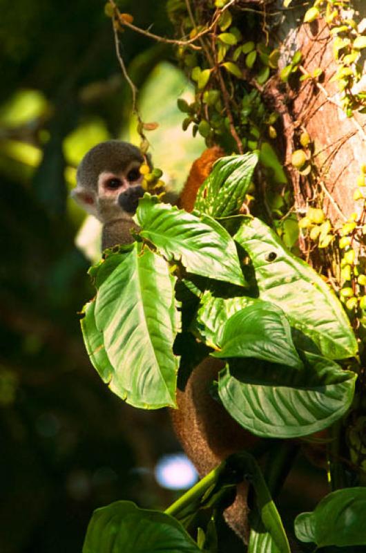 Mono Ardilla, Amazonas, Leticia, Colombia