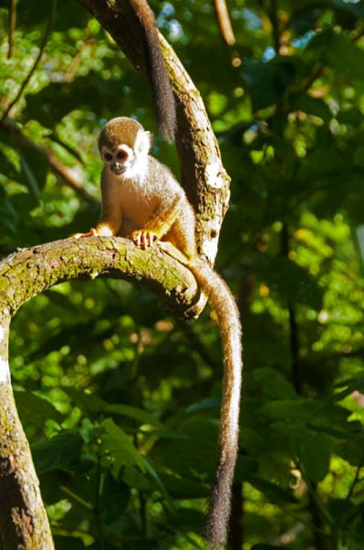 Mono Ardilla, Amazonas, Leticia, Colombia