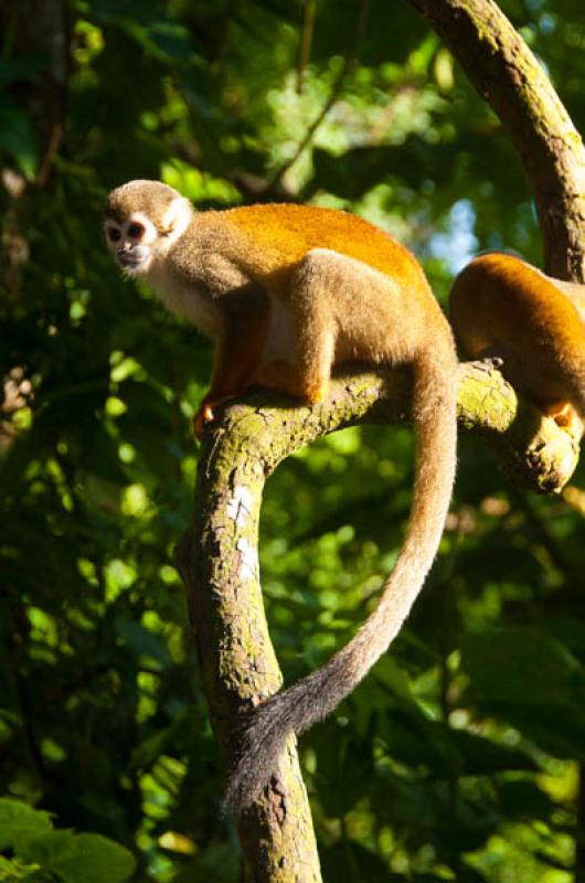 Mono Ardilla, Amazonas, Leticia, Colombia