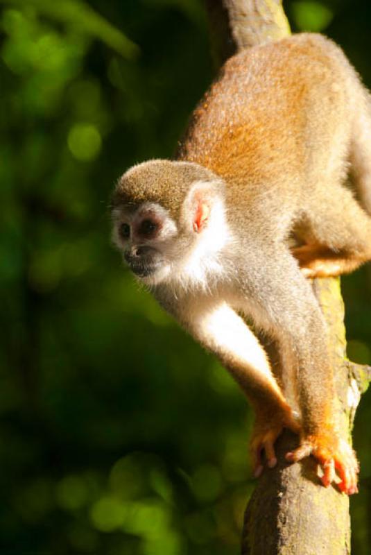 Mono Ardilla, Amazonas, Leticia, Colombia