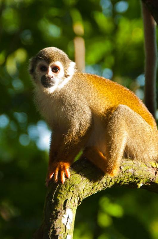 Mono Ardilla, Amazonas, Leticia, Colombia