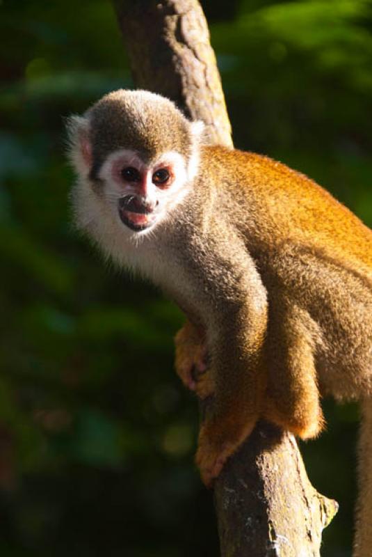 Mono Ardilla, Amazonas, Leticia, Colombia