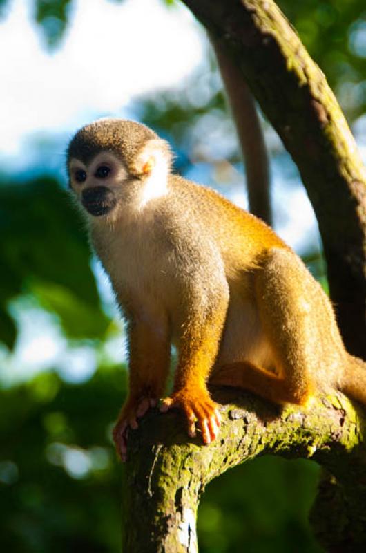 Mono Ardilla, Amazonas, Leticia, Colombia