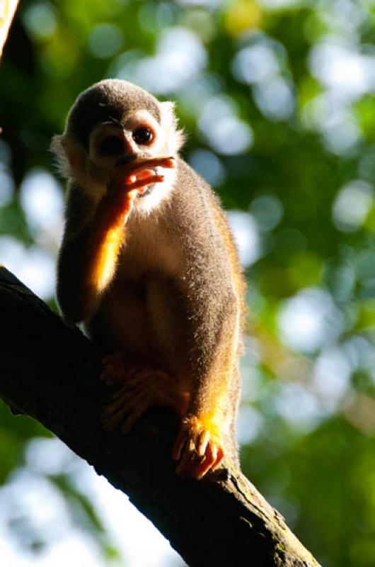 Mono Ardilla, Amazonas, Leticia, Colombia