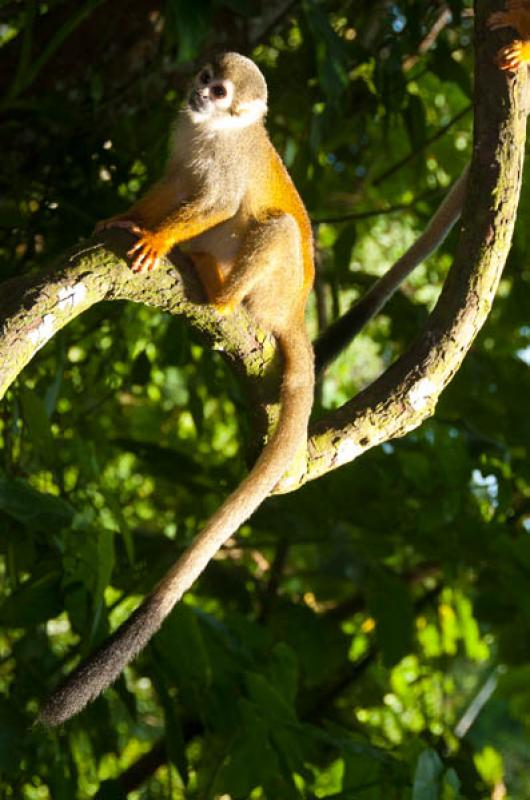 Mono Ardilla, Amazonas, Leticia, Colombia