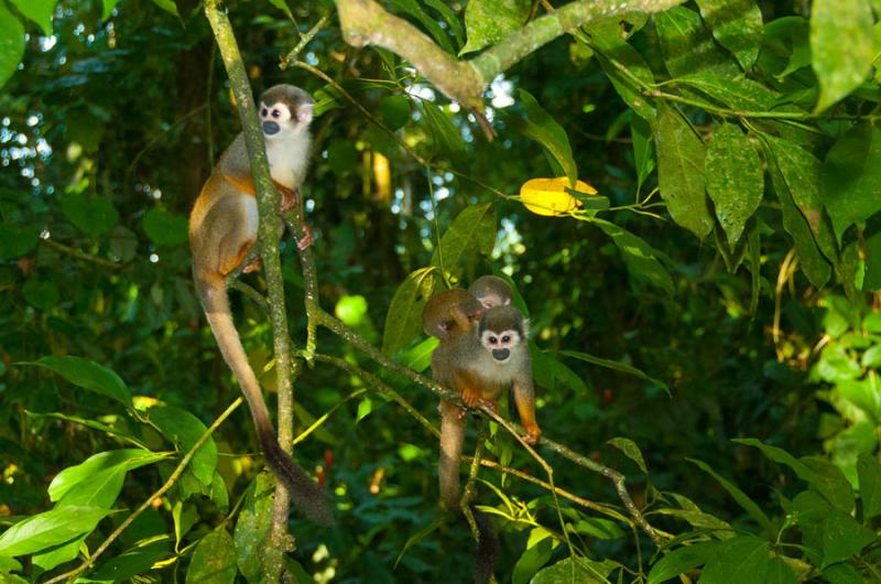 Mono Ardilla, Amazonas, Leticia, Colombia