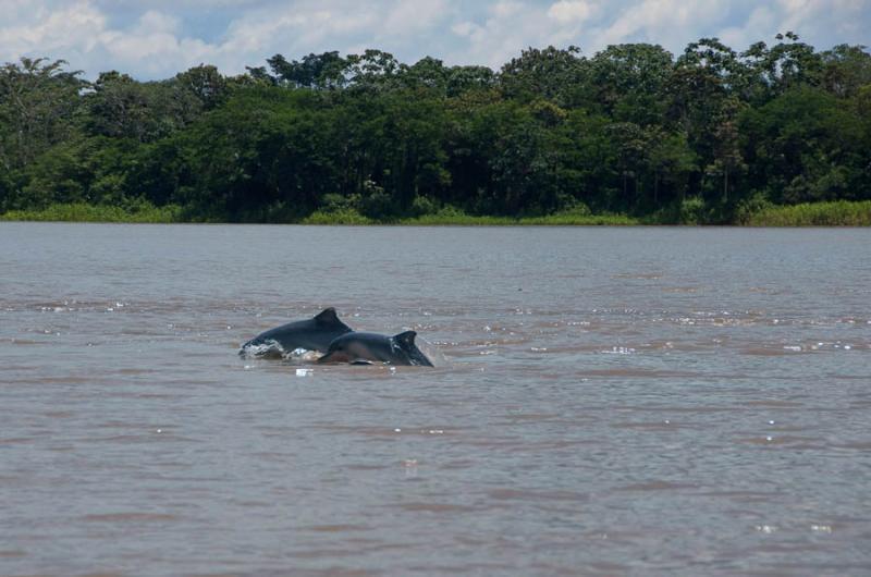 Delfines Rio Amazonas, Amazonas, Leticia, Colombia