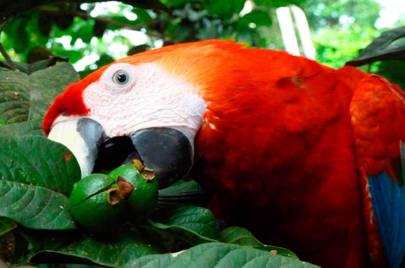 Guacamaya Roja, Amazonas, Leticia, Colombia