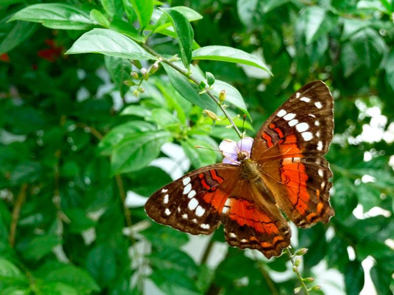 Lepidoptera