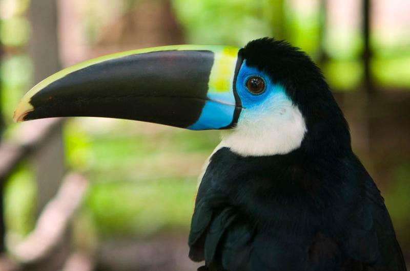 Tucan en el Amazonas, Leticia, Colombia